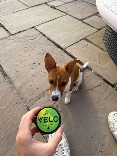 A tan and white Jack Russell terrier lies on a stone patio, its gaze fixed on a hand holding a green and black VELO nicotine pouch container. The container, labeled "Lime Flame", is positioned between the dog and the viewer. The dog's body is oriented towards the left, with its head turned towards the container. White sneakers are partially visible in the upper right and lower right corners. Part of outdoor furniture is visible in the upper left corner.