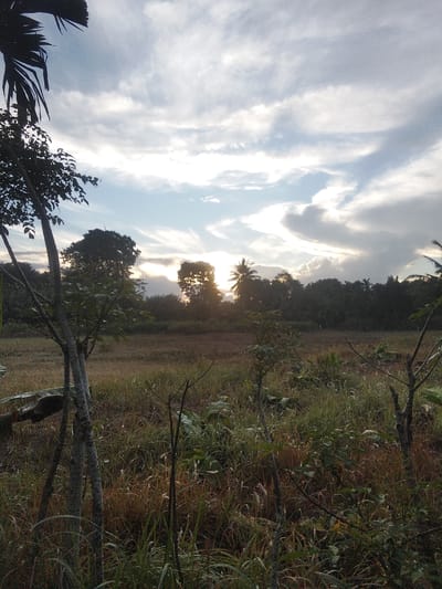 The image depicts a landscape scene, likely during the late afternoon or early evening, given the lighting conditions. In the foreground, there are several trees with slender trunks and leafy branches, partially obscuring the view of the background. The ground is covered with a mix of tall grasses and dry vegetation, with some patches of darker earth visible.

The middle ground features a field of dry, brown grass, suggesting a savanna-like environment or a recently harvested area. Beyond the field, a dense line of trees forms a dark silhouette against the sky. Among these trees, the sun is setting, with rays of light piercing through the foliage and clouds, creating a dramatic effect. The sky is filled with a mixture of clouds, some appearing wispy and white, while others are darker and more substantial, indicating potential weather changes or the approach of dusk.

The scene appears to be rural or undeveloped, possibly on the outskirts of Kruenglingka Barat, Indonesia. The presence of palm trees amongst the other trees suggests a tropical or subtropical climate. There are no people or animals visible in the image, making it a natural landscape photograph. The overall mood is serene and slightly melancholic, characterized by the subdued colors and the dramatic interplay of light and shadow.