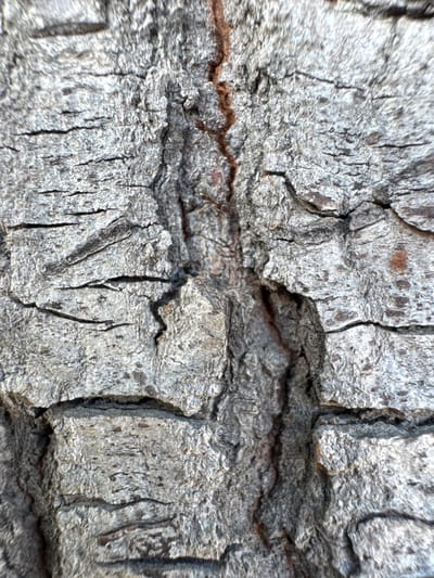 This is a close-up, macro photograph of tree bark. The bark is rough and textured, with deep crevices and ridges. The color is predominantly gray, with some darker brown and reddish-brown hues visible in the cracks and on some of the raised areas. The texture suggests a mature tree, possibly with a weathered or aged appearance. There are no people, objects, or any discernible scene or setting beyond the texture of the bark itself. No activity or event is taking place. The lighting appears to be natural daylight, casting subtle shadows that highlight the texture. No specific time of day, weather, or location cues are evident. There is no visible text. The image focuses solely on the intricate details of the bark's surface.