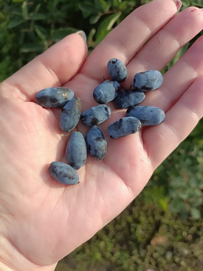 A hand is holding several oblong, blue-purple berries. The hand is lightly pink and appears to be the hand of an adult. The berries are scattered across the palm and fingers. In the background, out of focus, is a green leafy plant. The image appears to have been taken outdoors, possibly in a garden or natural setting. There is no information in the image to suggest the location is Brodokalmak, Russia.