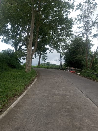The scene depicts a segment of a paved, two-lane road in Sarwahi Mal., India, curving left and ascending under an overcast sky. The road surface is concrete or asphalt, featuring a white edge line on the left and a central longitudinal seam. To the left, a grassy embankment is densely covered with green vegetation and several tall trees possessing light-colored trunks. To the right, a thick growth of trees and bamboo-like plants borders the road. Two dark utility poles with overhead wires are visible on the right side. A metal guardrail is partially present along the right shoulder of the road. Adjacent to the guardrail and vegetation on the right, a pile of assorted refuse, including multiple plastic bags (some red), is accumulated. No individuals or vehicles are present in the image.
