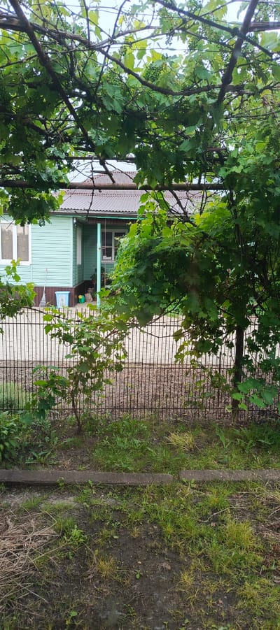 The image shows a modest, single-story house with light teal siding and a dark brown corrugated metal roof, viewed through a canopy of green grapevines. The house has at least two windows visible, one larger window with white framing on the left and a smaller window next to the front entrance. A broom and a blue plastic bin are positioned outside the house near the entrance. The house is partially obscured by dense foliage from the grapevines, which are supported by a rustic wooden structure. A black metal fence runs horizontally across the middle ground of the image, separating the viewer's foreground from the area in front of the house. The foreground consists of green grass and some dirt patches, with a concrete edge in the very bottom of the frame. The background shows a pale, overcast sky. The scene appears to be a residential backyard in a rural or suburban setting.