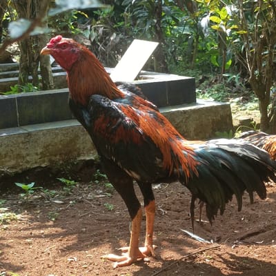 A large, robust rooster stands prominently in an outdoor scene located in Pasir Muncang, Indonesia. The rooster displays a black body with vibrant reddish-brown hackle, saddle, and wing feathers, and long, dark iridescent tail feathers. Its head features a bright red comb and wattle, with a yellowish beak. The subject stands erect on strong, light brown legs with visible scales, facing left with its head slightly elevated. The ground beneath is dry, reddish-brown soil, sparsely covered with small green plants. Strong sunlight from the upper right casts distinct shadows. In the mid-ground, behind the rooster, several dark grey or black concrete and stone structures, consistent with grave markers or tombstones, are visible in rows. One grave marker features a prominent white, upward-slanted slab. The background consists of dense green foliage and tree trunks, indicating a wooded or overgrown area. A small portion of another fowl's feathers is visible to the far right. No human figures are present.