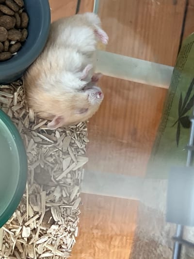 A light brown hamster is sleeping on its side, nestled in wood shavings. Its eyes are closed, and its pink ears are visible. To the left of the hamster is a blue food bowl filled with kibble. To the right, a green object with leaf-like patterns is partially visible. The scene appears to be indoors, possibly within a cage or enclosure, with a wooden surface in the background. The lighting is natural, suggesting it is daytime.