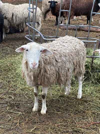 The image shows a sheep standing in an enclosure with other sheep. The sheep has a white face and dirty wool. It is standing on a bed of hay and mud. There is a metal fence surrounding the sheep. The location appears to be a farm or agricultural setting. It is not possible to confirm that the photo was taken in Boulder, United States.