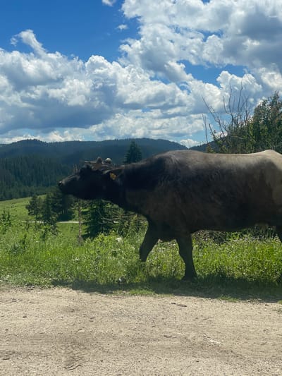 In the city of Borino, Bulgaria, a dark-colored water buffalo walks along a dirt road. The buffalo is positioned in the right half of the frame, facing left. Its body is mostly dark brown, with a lighter shade on its hindquarters. The animal has small horns and a yellow tag on its left ear. The foreground is dominated by a dusty dirt road. Behind the road, lush green grass and wildflowers grow, interspersed with tall, dry stalks. In the middle ground, more green grass and trees are visible, including a paved road winding through the landscape. The background features rolling hills covered in dense coniferous forests, receding into the distance. Above, a vibrant blue sky is filled with large, fluffy white clouds, some casting shadows on the landscape below. The overall scene depicts a natural, rural environment under a bright, cloudy sky.