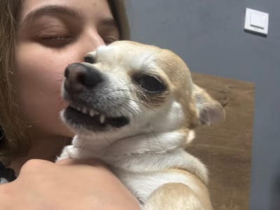 An image, rotated 90 degrees clockwise, depicts a close interaction between a small dog and a human. The dog, with a mix of light brown and white fur, has its head positioned near the human's face. Its dark eyes are open, and its mouth is slightly agape, revealing small white teeth in what appears to be a playful or "grinning" expression. Its dark snout and whiskers are prominent.
The human, with light skin and visible long, light brown hair along the right edge of the frame, has their eyes closed. This posture suggests a moment of affection, relaxation, or a playful reaction to the dog's proximity. The dog's body is partially visible against a light brown, possibly wooden, textured surface. To the left, a plain grey wall is visible, featuring a white electrical outlet or switch in the bottom left corner. The scene takes place indoors, likely within a home. The overall mood conveys an intimate and affectionate bond between the pet and its owner, situated in Ralevo, Bulgaria. No text is visible in the image.