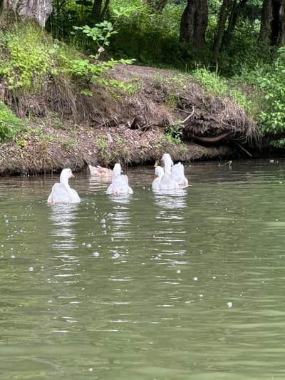 A group of four white ducks and one brown duck are swimming in a body of green water. The ducks are in the foreground of the image, while a wooded area with trees and vegetation is in the background. The water has ripples and small bubbles on its surface. The ducks appear to be swimming together.