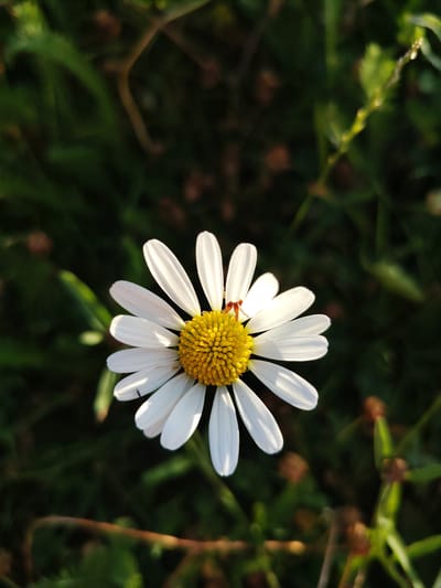 A close-up, top-down view captures a single daisy in the foreground, its white petals radiating outwards from a bright yellow, textured center. The daisy is positioned slightly off-center to the left, with its base extending towards the bottom left of the frame. A tiny, dark insect is visible on one of the lower white petals. The background is a blur of dark green foliage, suggesting a natural outdoor setting, possibly in the city of Achern, Germany. Sunlight illuminates the daisy, casting soft shadows on its petals.
