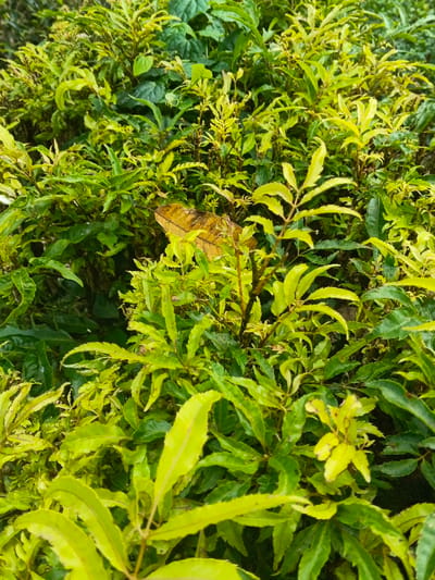 A dense cluster of green and yellow foliage, predominantly leaves, creates a vibrant natural scene. The leaves exhibit varying shades of green, with yellowish accents highlighting some edges and tips. One prominent, dry brown leaf adds a contrasting element. The arrangement is thick and layered, suggesting a healthy, thriving plant or bush. The overall composition evokes a sense of lushness and verdant growth.