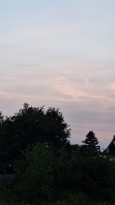 A vertical, full-shot image captures a twilight scene in Nogliki, Russia. The sky is a gradient of pale blue at the top, transitioning to soft pink and lavender hues near the horizon, with wispy clouds scattered across it. In the foreground, a dense canopy of dark green trees dominates the lower portion of the frame. To the right of the trees, a tall, dark green pine tree stands prominently, its silhouette sharp against the fading light. Further to the right, the roof of a building is visible, with a satellite dish mounted on it. The overall impression is one of a tranquil evening in a semi-rural or suburban setting.