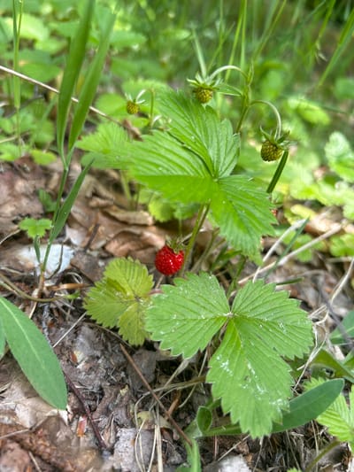 A wild strawberry (Fragaria vesca) plant is visible on the forest floor in Piwnice, Poland. The plant features one ripe red fruit and several developing green fruits. Multiple bright green, trifoliate leaves with serrated edges are present. The ground consists of a mixture of dried brown leaves and sparse green grass and plant growth. The background shows blurred green foliage.