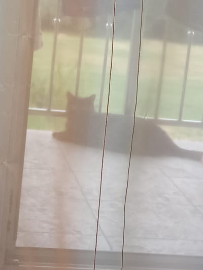 The image depicts the silhouette of a cat seen through a translucent curtain, possibly in a home setting. The curtain is horizontally divided by thin, dark cords, and has a slightly textured, sheer appearance, allowing a diffused view of the outside. Through the curtain, a faint outline of window panes is visible, suggesting an indoor perspective looking outwards. The background outside the window appears to be a soft, blurred green, indicative of foliage or grass, with a hint of bright light suggesting it's daytime, likely with sunny weather. The cat's silhouette is dark and clearly defined against the brighter background, showing its form with a visible head, body, and tail. The overall mood is peaceful and domestic, capturing a fleeting moment of the cat's presence. The location is Vranovača, Croatia, but there are no specific visual cues in the image to confirm this beyond the provided context. There is no visible text in the image.