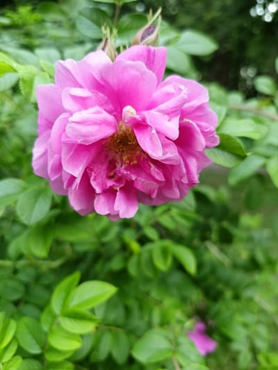 A close-up, slightly elevated view shows a vibrant pink rose in full bloom, dominating the center of the frame. The rose exhibits multiple layers of delicate, ruffled petals, with a hint of golden stamens visible at its core. To the left and top of the rose, a closed, deep pink bud hints at another flower yet to open. The background is a lush, soft-focus tapestry of green foliage, suggesting a garden or natural setting. A few out-of-focus circular bokeh lights are visible in the upper right corner, possibly indicating sunlight filtering through leaves or a shallow depth of field. The lighting appears to be natural, suggesting daytime. The image evokes a sense of natural beauty and the peak of summer bloom. The location context is Lagovskoe, Russia. There is no visible text in the image.