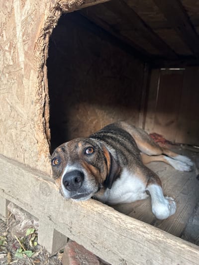 A medium-sized dog with brown and white fur is lying inside a wooden doghouse. The doghouse appears to be constructed from rough lumber and has an opening on the left side. The dog's head is resting on the wooden edge of the opening, and its eyes are looking towards the camera. The background inside the doghouse is dark, with some light filtering in from the opening. The ground outside the doghouse is covered in dirt, leaves, and some scattered bricks. The image captures a moment of quiet repose for the animal in its shelter.