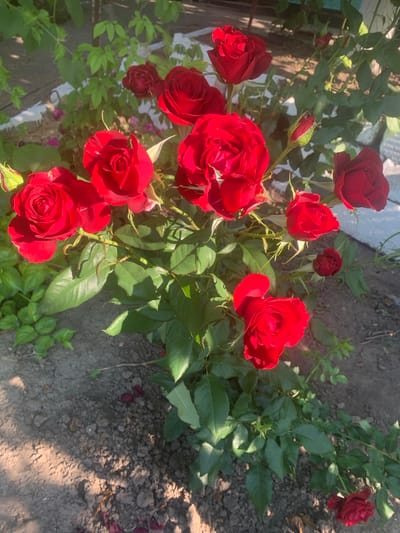 The image shows a close-up of a rose bush with several red roses in bloom. The roses are varied in their stage of bloom, with some fully open and others still in bud. The bush has lush green leaves and is growing in what appears to be a garden bed with soil visible. The lighting suggests it is daytime, with sunlight casting shadows. The background is slightly blurred, showing hints of greenery and possibly a fence or wall. The location is identified as Lypetske, Ukraine. There are no people visible in the image.