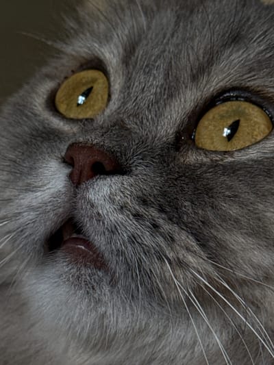 This is a close-up, head-and-shoulders, portrait photograph of a fluffy, grey cat. The cat's eyes are large and round with yellow irises and vertical black pupils. The left eye is slightly more closed than the right eye. The cat's nose is dark pink and appears damp. Its mouth is slightly open, revealing a glimpse of its tongue and teeth. The cat's fur is long and grey, with some lighter grey and white hairs visible, particularly around its face and muzzle. The background is dark and out of focus, suggesting an indoor setting. There is no visible indication of the city of Raivka, Ukraine.
