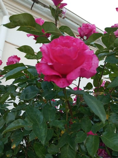 This media file captures a close-up view of a vibrant pink rose bush with a white background, possibly a wall or building. The focus is on a large, fully bloomed rose in the center of the frame, its petals a rich fuchsia hue. Several other pink roses, some in various stages of bloom, are visible throughout the bush, interspersed with lush green leaves.
The scene appears to be outdoors, with natural light suggesting daytime. The white background, which seems to be a textured surface, could indicate the bush is planted near a building. There are no people or animals present. The composition is focused on the flora, highlighting the beauty and texture of the roses and leaves. The image conveys a sense of natural beauty and tranquility. No text is visible in the media file. The location context provided is Ароматновское сельское поселение, Ukraine.