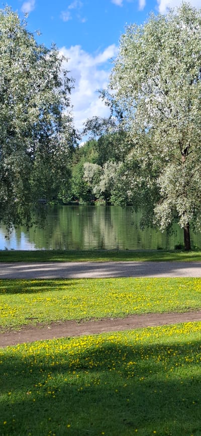 This media file depicts a picturesque park scene in Lahti, Finland, likely captured on a bright, sunny day. The image is oriented sideways, with the elements appearing to flow from bottom to top.

The primary subjects are the natural elements of the park. On the left, a body of water, likely a canal or river, reflects the surrounding trees and a bright blue sky dotted with fluffy white clouds. The water's surface is rippled, suggesting a gentle breeze. Lush green trees with lighter, possibly silver-green foliage line the water's edge, their branches extending upwards and outwards. On the right side of the image, a gravel path runs parallel to the water, bordered by a vibrant green lawn heavily sprinkled with small yellow flowers, likely dandelions. The sunlight casts dappled shadows of the trees across the path and the grassy area, indicating it is likely late morning or early afternoon.

No people or specific objects are clearly discernible in the scene, emphasizing the tranquility and natural beauty of the park. The overall atmosphere is serene and idyllic, evoking a sense of peace and a pleasant day outdoors. There is no visible text within the image. The location context of Lahti, Finland, suggests a temperate climate and a well-maintained public space.