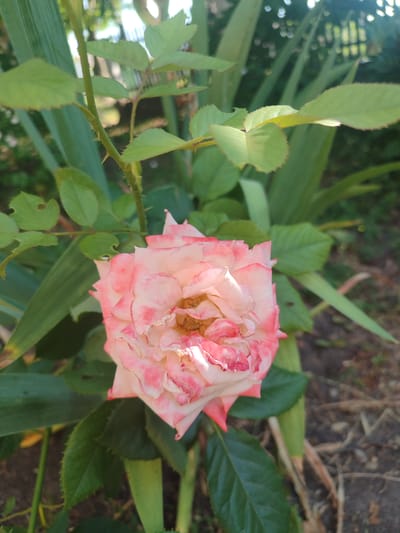 A close-up shot captures a partially opened pink and white rose with a textured, ruffled appearance. The flower's petals are predominantly white with vibrant pink edges, and the center reveals a cluster of yellow stamens. The rose is surrounded by lush green foliage, with several serrated leaves visible in the foreground and background. Some of the leaves show signs of minor damage, with small holes. The stem of the rose plant is also visible, featuring small, sharp thorns. The background is blurred, suggesting an outdoor setting with hints of sunlight filtering through trees and branches, creating dappled light effects. The ground beneath the plant appears to be soil with some dry twigs and vegetation scattered across it. This scene is located in the city of Novosamarka, Ukraine. There are no people or animals present in the image.
