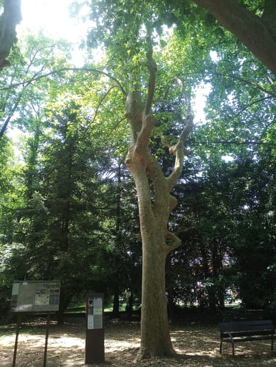 The image captures a sunlit park scene in Olot, Spain. In the foreground, a large tree with a distinctive, twisted trunk stands prominently. Behind it, a dense forest of various trees creates a lush green backdrop. Two informational signs are visible to the left of the large tree, one mounted on poles and the other on a single dark post. A dark wooden bench with metal legs sits to the right, facing away from the viewer, positioned on the leaf-strewn ground. The lighting suggests it is daytime, with sunlight filtering through the leaves, creating dappled shadows on the ground. The overall impression is one of a tranquil, natural setting within a park.