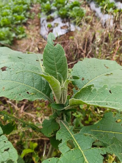 The image captures a close-up, vertical view of a green herbaceous plant, likely a weed or young crop, in an agricultural setting located in Pinnwe, Myanmar (Burma). The plant features broad, ovate leaves with prominent venation, several of which display irregular perforations and marginal damage consistent with insect herbivory. The uppermost leaves are lighter green and appear to have a fine, fuzzy texture. The background, rendered out of focus, reveals rows of smaller green vegetation, areas covered with light-colored plastic sheeting, and sections of dry earth and sparse grass, indicative of a cultivated field. Natural daylight illuminates the scene.