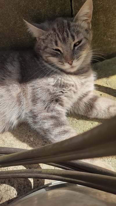 A grey tabby cat is lying on a concrete surface in Vatra, Moldova. The cat is facing the camera with its eyes partially closed, appearing relaxed. The cat's fur is a mix of grey and black stripes. Behind the cat, there is a textured, greenish-grey wall. In the foreground, several dark, rounded objects, possibly cables or pipes, are positioned horizontally, partially obscuring the lower portion of the cat and the ground. Sunlight casts shadows on the cat and the concrete surface. The environment appears to be outdoors, possibly in an urban or semi-urban setting.