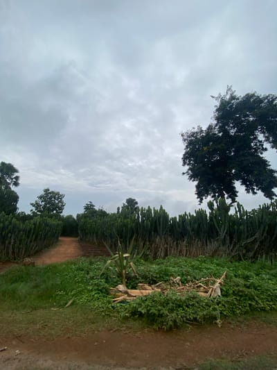 The image shows a rural landscape in Assob Hausa, Nigeria. A dirt path stretches into the distance, bordered by dense vegetation on both sides. The vegetation consists of various trees and shrubs, including a large tree with dark foliage in the upper left and rows of Euphorbia tirucalli (pencil cactus) lining the path. Debris, possibly dried stalks and foliage, is scattered along the path's edge. The sky is overcast with a layer of gray clouds. No people are visible in the scene.