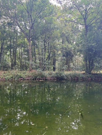 The image depicts a natural scene alongside a body of water, likely a canal or river, in Claye-Souilly, France. The water's surface is a murky green, reflecting the dense foliage of trees and a cloudy sky. The bank of the water features a low wooden retaining wall, with overgrown vegetation and shrubs extending from it. Behind the bank, a thick forest of trees stands, with a variety of deciduous trees creating a dense canopy. The lighting suggests an overcast day, as the light is diffused and soft. No people or animals are visible in the image, and no specific actions are being performed. The environment is characterized by its natural state, with the forest dominating the background and the water occupying the foreground.