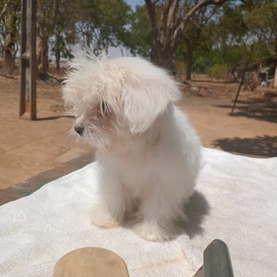 A small, fluffy, white dog is sitting on a white towel. The location appears to be outdoors, likely in Bomo, Nigeria, based on the request. The background shows trees and a sandy or dirt ground. A wooden or concrete structure is visible near the dog. The dog is the primary subject and appears to be sitting passively. No people are visible.