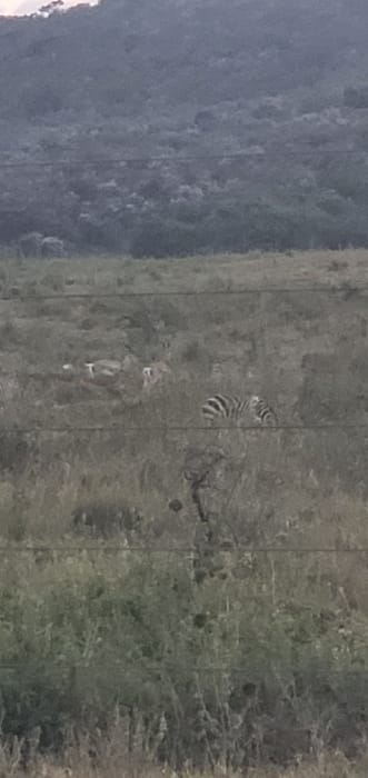 The image displays a landscape scene with a significant vertical perspective. On the left is a blurred, gray area suggesting a forest or hillside. Adjacent to it, a grassy expanse occupies the central portion. Within this area, a striped animal, potentially a tiger or zebra, is partially concealed in the vegetation. Below it, a smaller, four-legged creature, possibly a deer or antelope, is visible. The right side of the image features denser foliage.