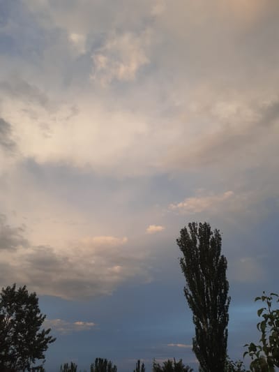 The image depicts a cloudy sky over a somewhat sparse, treelined landscape, likely in or near Бактуу-Долоноту, Kyrgyzstan. The sky is filled with various clouds, ranging from light, wispy formations in shades of white and pale yellow, to darker, more textured grey clouds. The lower portion of the sky exhibits a distinct gradient from a lighter hue near the horizon to a deeper blue as it ascends. Dominating the right side of the frame is a tall, slender, dark green deciduous tree, its foliage dense and reaching upwards. To the left, another dark green deciduous tree is partially visible, appearing shorter and wider than the prominent tree on the right. In the background, a series of shorter, dark green trees or shrubs are lined up along the horizon, suggesting a rural or semi-urban setting. The lighting indicates it is either sunrise or sunset, given the soft, diffused light and the color palette of the clouds. No people are present in the image. The overall impression is one of a tranquil, natural scene under a dramatic sky.