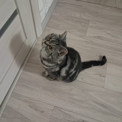 The image shows a grey tabby cat sitting on a light-colored wooden floor, looking upwards to the left. The cat has distinctive dark stripes on its fur and amber-colored eyes. To the left of the cat is a portion of a light-colored door with a dark grey horizontal insert. The background consists of the wooden floor and a small section of textured wall near the floor. The scene appears to be indoors. There is no information in the image to suggest a specific location within the city of Bugulma, Russia.