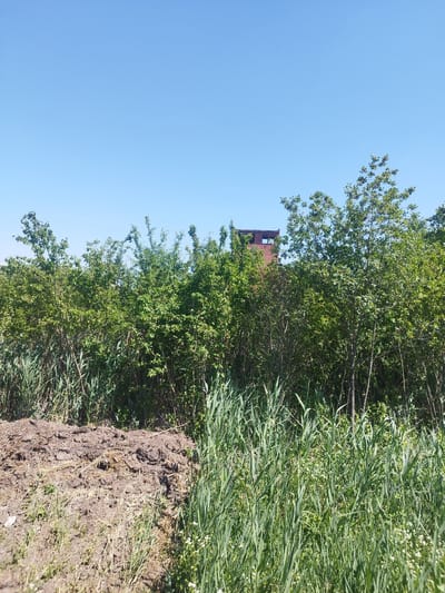 The image depicts an outdoor scene on a clear, sunny day. The foreground is dominated by a pile of dark brown soil, likely compost or manure, with some dry grass mixed in. To the right of the soil pile, tall green grass and other vegetation grow abundantly.

Behind the foreground, a dense wall of lush green trees and bushes stretches across the frame, obscuring much of the background. The leaves are vibrant and full, suggesting a warm season.

Peeking above the foliage, towards the upper right quadrant of the image, is a red brick structure that appears to be a chimney or part of a building. It is weathered and shows signs of age, with some openings visible. The sky above is a vast, uninterrupted expanse of clear blue, indicating fair weather and likely mid-day.

The overall impression is one of a natural, somewhat overgrown setting, possibly a rural area or the edge of a park or field. There are no people or animals visible, and no discernible activity is taking place. The scene evokes a sense of peace and stillness under the bright sun. The location context is Rozdil, Ukraine. There is no visible text in the image.