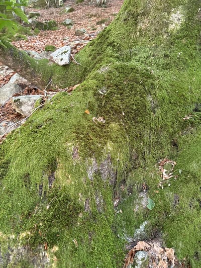 A close-up, ground-level view of a tree trunk covered in lush, vibrant green moss in a forest. The trunk's bark is visible through patches of moss, with a rough, textured appearance. Several rocks, some moss-covered and others bare, are scattered around the base of the tree and to the left. The forest floor is carpeted with fallen brown leaves and twigs. In the upper left corner, out-of-focus green leaves and branches suggest the surrounding forest canopy. The scene depicts a natural, untouched environment likely in the Verzasca Valley, known for its verdant landscapes and rocky terrain. There are no people or animals visible in the image.