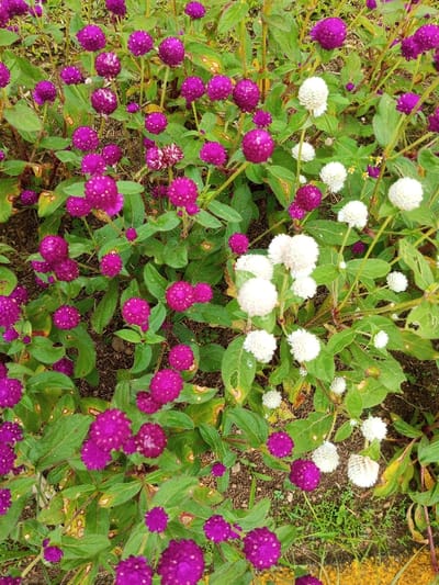 A vibrant cluster of globe amaranth flowers fills the frame. Predominantly purple spheres of varying sizes dominate, interspersed with clusters of white globe amaranth. Green foliage, some with visible imperfections, provides a backdrop. A glimpse of yellow paving suggests the edge of a garden or pathway. The image captures a natural, slightly overgrown feel, showcasing the diversity of color and texture within the amaranth plant family.