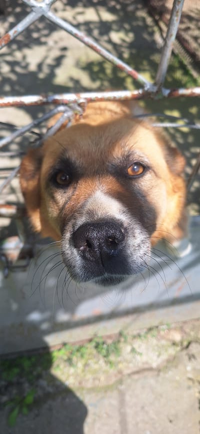 This media file features a close-up, slightly tilted perspective of a dog's face, looking upwards. The dog has light brown fur, a black nose with prominent whiskers, and warm brown eyes. Sunlight casts a shadow diagonally across its face. The dog appears to be behind a rusty metal fence, indicated by the blurred bars in the foreground and left side of the image. In the background, out-of-focus elements suggest an outdoor setting with greenery and a concrete surface. The overall impression is one of curiosity or attention from the dog. The time of day is likely daytime, given the bright sunlight. The location context is Pirdop, Bulgaria. There is no visible text in the media file.