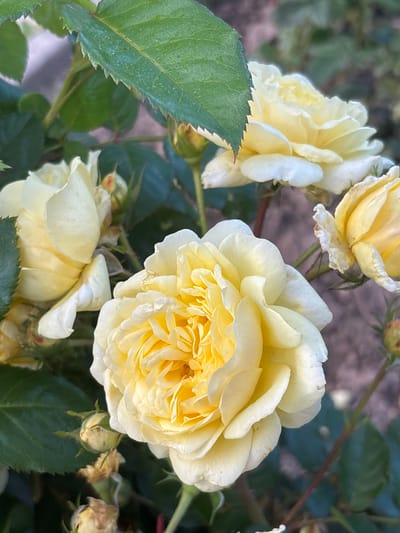 This close-up, eye-level shot captures a cluster of pale yellow roses in bloom, set against a soft-focus background of green foliage and darker shadows, suggesting an outdoor setting in natural light. The time of day appears to be late morning or early afternoon, with the sunlight highlighting the delicate texture of the rose petals and the serrated edges of the vibrant green leaves.

The main subject is a large, fully opened rose positioned in the center-right of the frame. Its petals are tightly ruffled and exhibit a gradient of color, from a creamy yellow at the center to a paler, almost white hue at the outer edges. To the left, another rose is partially visible, its petals also appearing soft and slightly translucent. Further to the left and lower down, a third rose is in focus, showing more of its layered petals. Several rose buds, some partially open, are scattered throughout the image, adding to the sense of a garden in full bloom.

The leaves are a deep green, with prominent veins and the characteristic toothed margins of rose leaves. Some of the rose petals show signs of age, with slight browning or wilting at the edges, indicating the natural life cycle of the flowers. The background is a blur of greens and browns, with hints of darker, more textured areas that could be bark or soil.

There are no people visible in the image, nor any text. The overall impression is one of natural beauty and tranquility, characteristic of a garden setting in a temperate climate. Given the location context of Yermolino, Russia, the scene likely depicts a summer day, when roses are typically in their peak bloom. The light suggests it is not overcast, but the diffusion of light on the petals implies it is not harsh midday sun.