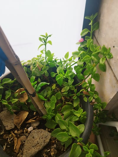 A close-up, high-angle shot shows a potted plant with succulent-like leaves and a single small pink flower. The plant is situated in a black pot filled with soil, small rocks, and a few dry leaves. A bamboo stake is visible, partially submerged in the soil and extending upwards through the plant's foliage. The background consists of a white, out-of-focus area, possibly a wall or sky, and a textured, light-colored surface that appears to be a concrete or stone wall. The scene is illuminated by natural light, casting soft shadows. The specific location in Jerez, Spain, is not discernible from the visual information provided.