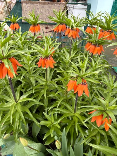 The image shows a patch of orange crown imperial flowers (Fritillaria imperialis) with their characteristic dark stems and surrounding green foliage. The flowers are arranged in clusters around the stems. The image appears to be taken outdoors, possibly in a garden. The background is partially obscured, but hints of buildings and other plants can be seen. Given the user's provided location, it can be assumed that the image was taken in or near Пожарское сельское поселение, Ukraine.