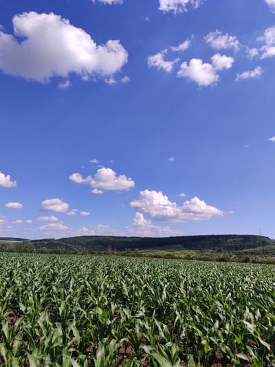 This is a landscape photograph taken in Costești, Moldova. The image depicts a vast, green field of young corn plants stretching towards a gently rolling, tree-covered hillside in the distance. The sky above is a vibrant blue, dotted with fluffy white cumulus clouds. The sun appears to be high in the sky, suggesting it is late morning or early afternoon. The overall mood is peaceful and serene, evoking a sense of rural tranquility. There are no people or visible objects other than the natural elements of the landscape and the crops. The weather appears to be fair and sunny, ideal for agricultural growth. The image captures a typical agricultural scene in a rural setting.