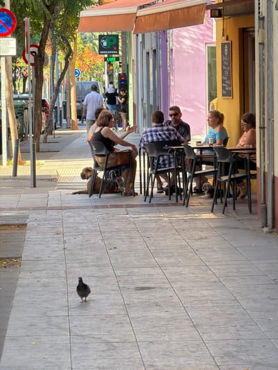 In Castelló De La Plana, Spain, on a sunlit sidewalk lined with trees and colorful buildings, a group of people are seated at tables outside a cafe. A man and woman are engaged in conversation at one table, while another man and woman are seated across from them. To the left, a woman with dark hair and glasses is seen from the side, her arm extended. Next to her, a large brown dog is lying down. A smaller dog, possibly a terrier mix, is visible under the table where the second couple is seated. A pigeon walks on the tiled sidewalk in the foreground. In the background, a sign for Mercadona is visible, indicating a supermarket, and a traffic light is illuminated. The scene depicts a casual outdoor dining environment on a street in a Spanish city.