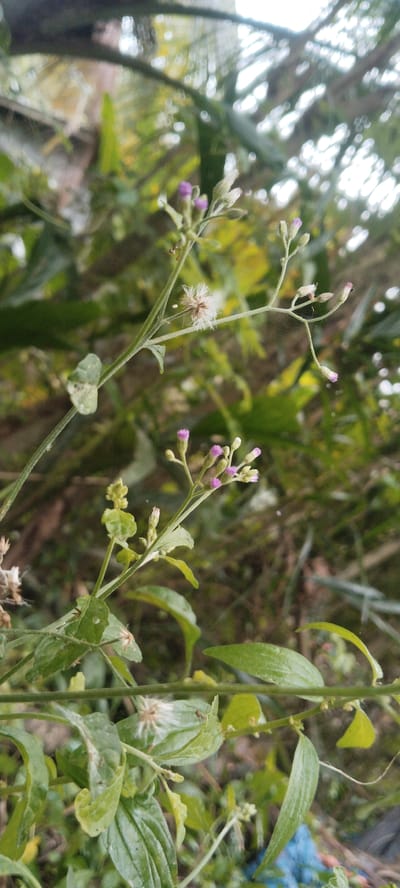 In Blangjruen, Indonesia, a close-up, vertical, outdoor shot captures a cluster of delicate purple and white flowers on thin green stems. The flowers are small and appear to be in various stages of bloom. Some are tightly budded, while others have begun to open, revealing their subtle colors. A few dried, fluffy seed heads are also visible, hinting at the plant's reproductive cycle. The background is a blur of green foliage, suggesting a natural, possibly overgrown environment. The lighting appears to be natural daylight, creating a soft, diffused effect. The image is focused on the floral details, with the surrounding environment serving as a muted backdrop.