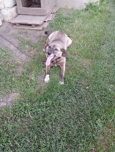 A medium-sized, brown and grey, mixed-breed dog lies panting on a patch of green grass in what appears to be a backyard in Podvirne, Ukraine. The dog is lying on its side with its legs extended, its tongue hanging out and its mouth open. It wears a black collar with a silver buckle. Behind the dog, to the left, is a rustic wooden dog house, with a platform of planks leading up to its entrance. The dog house appears weathered, and sits on a patch of dirt and scattered green weeds. Further left, large grey stones are piled up, possibly part of a wall or foundation. A metal chain is visible on the ground, leading from the dog towards the dog house. The scene is brightly lit, suggesting it is daytime, possibly late morning or early afternoon, with fair weather. The dog's expression appears relaxed and content. No visible text is present.