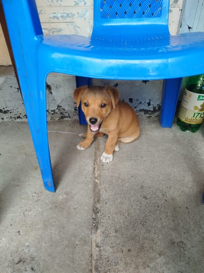 A light brown puppy sits under a blue plastic chair on a concrete floor. The puppy is looking at the camera with its mouth open. To the right of the puppy is a green plastic bottle with a label. The background is a mottled, light-colored wall. The scene appears to be outdoors in a residential area. The specific location in Oleksandriia, Ukraine cannot be determined from the image.
