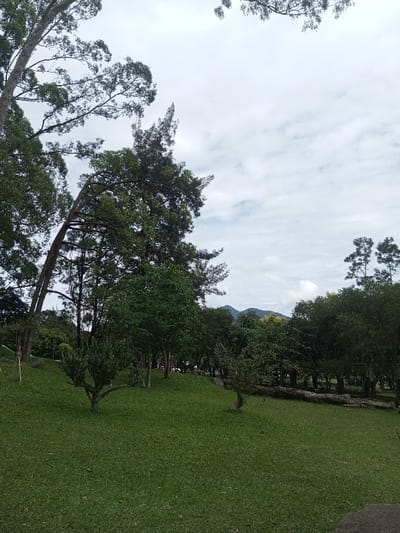 The image presents a tranquil natural landscape, likely a park or garden area within a hilly region, aligning with the context of Mahabaleshwar, India. A verdant, well-maintained grassy slope dominates the foreground and midground, rising gently towards the center of the frame.

Numerous trees are the primary subjects. On the far left, a tall tree trunk with extending branches reaches into the upper left corner. A distinctive tree with a prominent bent or arched trunk stands towards the mid-left. Smaller, bushy trees are dotted across the grassy incline, leading to a denser line of trees forming a backdrop further into the midground. To the right, tall, slender trees, possibly pines, are visible. In the background, a range of green hills or mountains can be seen beneath a vast, overcast or partly cloudy sky. The diffused light suggests it is daytime, either morning or afternoon, with no harsh shadows. Several horizontal tree trunks or logs are visible on the right side of the midground, integrated into the natural setting.

No people or specific activities are depicted, lending the scene a serene and peaceful ambiance. There is no visible text in the image.