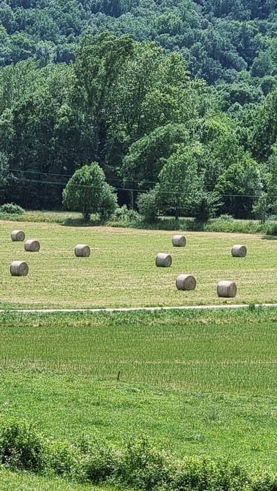 This is a vertical, high-angle shot of a rural landscape under a bright sky. The foreground is dominated by a lush green field with various plants and bushes. Beyond this, a slightly drier, lighter green field stretches across the mid-ground, dotted with several round bales of hay. These bales, varying slightly in color and texture, are scattered across the field. A thin, lighter colored line, possibly a path or a change in vegetation, runs horizontally across the mid-ground. In the background, a dense, dark green forest covers rolling hills, with the tops of trees forming a textured canopy. A few scattered trees with lighter green foliage are visible within the forest edge, and thin lines that could be utility wires run horizontally across the scene. The overall impression is one of a peaceful, agricultural setting.