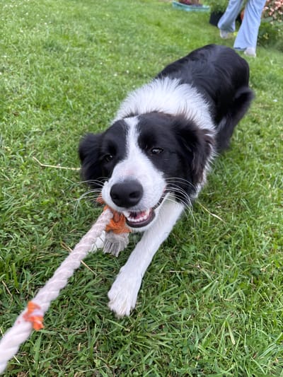 The media file shows a black and white Border Collie playing tug-of-war with a rope toy on a grassy lawn. The dog is lying on its back, with its paws extended and its mouth firmly clamped around the rope. The dog's expression appears playful and energetic, with its tongue slightly visible and its teeth bared as it pulls. The rope toy is thick and braided, with some orange accents at the end being held by the dog.

In the background, out of focus, a person's legs are visible wearing light blue pants. The setting is an outdoor grassy area, possibly a backyard, with lush green grass and some small white flowers scattered throughout. The lighting suggests it is daytime, possibly late afternoon or early evening, given the natural light and lack of harsh shadows. The overall mood is one of fun and activity, captured from a high-angle perspective looking down at the dog. There is no visible text in the image. The location context provided is Mārupe, Latvia.