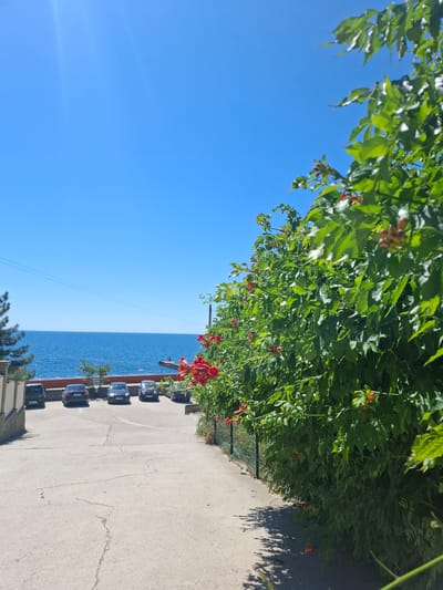 The image depicts a sun-drenched outdoor scene with a clear blue sky and the calm blue sea in the background. In the foreground, a paved pathway slopes downwards, bordered on the right by a dense green hedge with red trumpet-shaped flowers. Several cars are parked in a lot on the left side of the pathway, facing the sea. The sea stretches out to the horizon, where a small pier or jetty is visible. The overall impression is one of a peaceful coastal environment, likely in a residential or recreational area within the Щебетовский поселковый совет region of Ukraine, given the context.