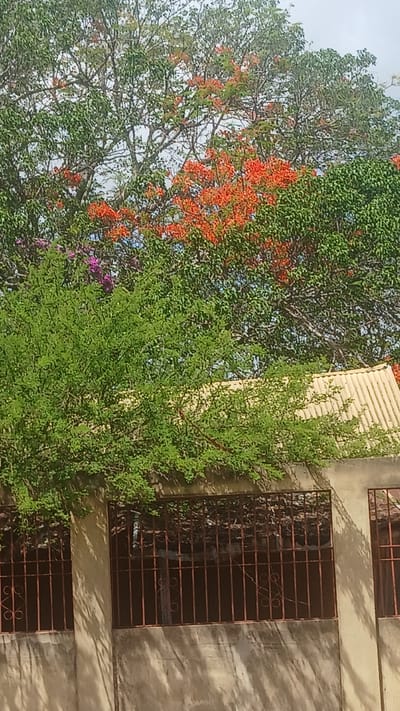 The image shows a building with bars on the windows next to trees with green and orange leaves. The location is El Samán, Venezuela. There are no people visible in the image. The building appears to be two stories tall, with the bars potentially serving a security purpose. The trees are obscuring part of the building, creating a scene that blends architecture and nature.